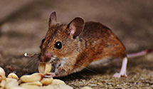 24 Hour & Emergency Exterminators in Chestnut Hill, MA
